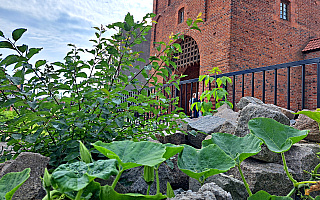 Zaskakujące rośliny w Olsztynie. Partyzantka ogrodnicza sposobem na upiększanie miasta